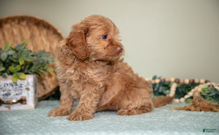Mini Goldendoodle dogs for sale - Ad 3