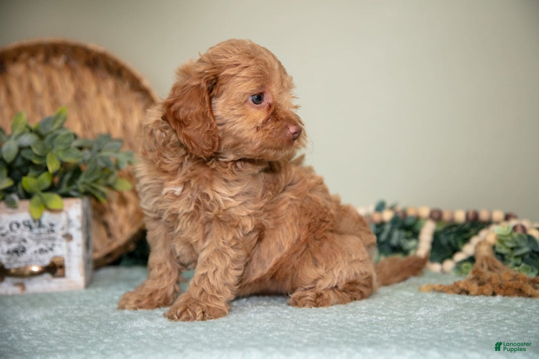 Mini Goldendoodle dogs for sale: Sophie - Image 1