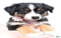 Australian Shepherd dogs for sale: Kiki - Image 6