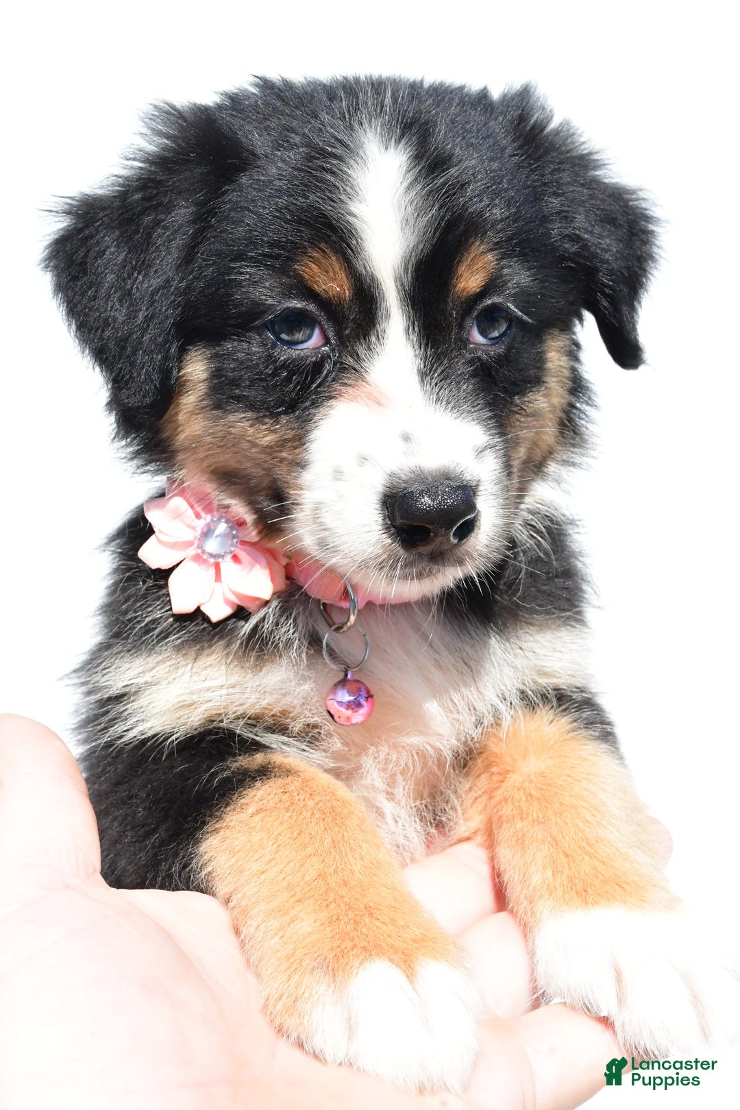 Australian Shepherd dogs for sale: Kiki - Image 6