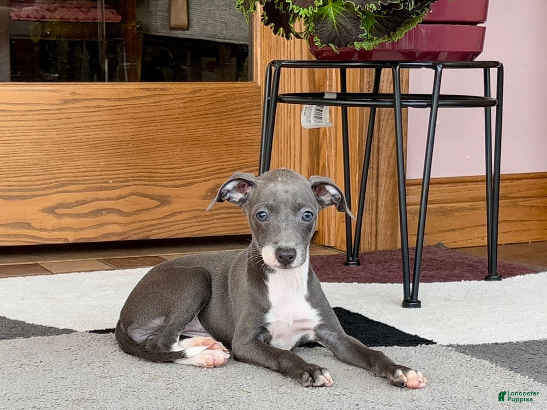 Italian Greyhound dogs for sale: Kk - Image 16