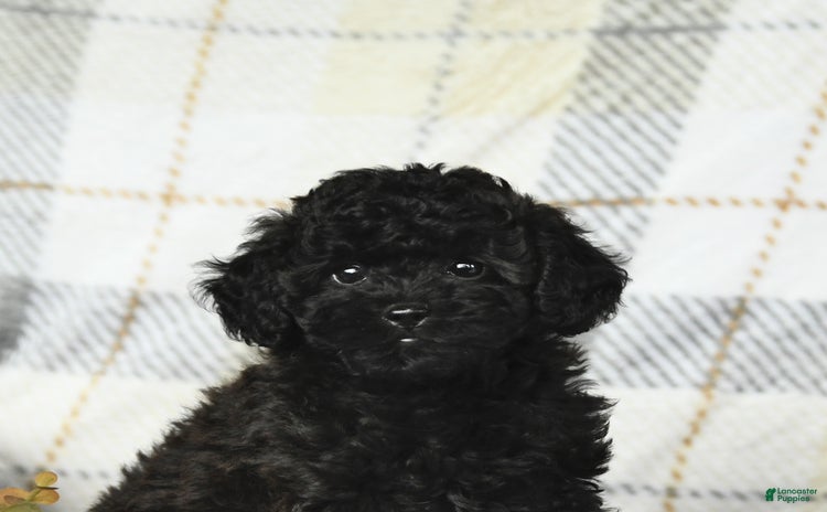 Miniature Poodle dogs for sale - Ad 1
