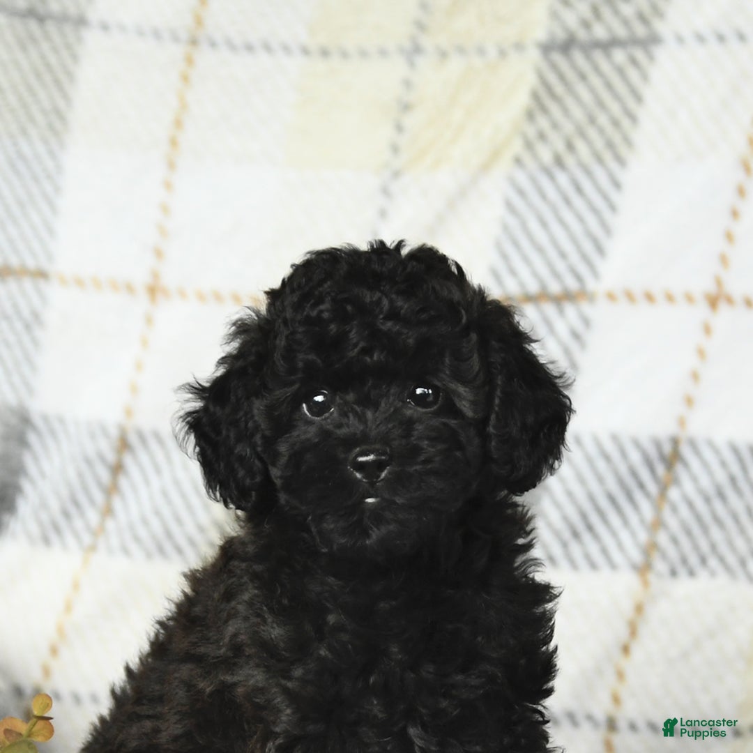 Miniature Poodle dogs for sale: Ginger - Image 1