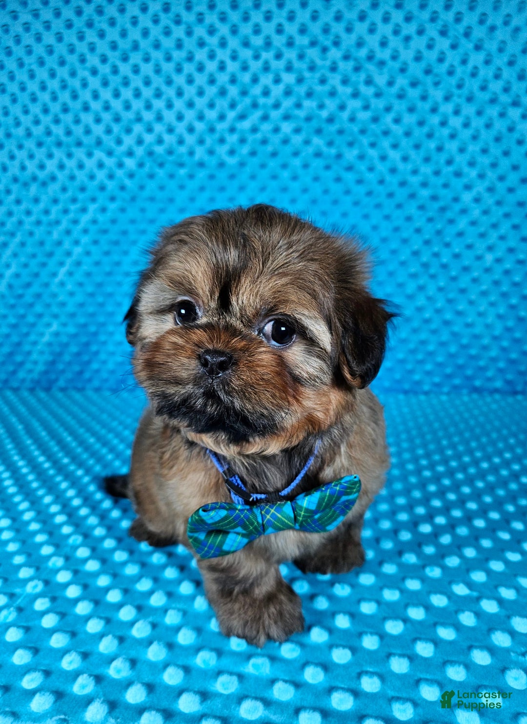 Shih Tzu dogs for sale: Koda - Image 7