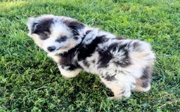 Australian Shepherd dogs for sale: Australian Shepherd 3 puppies - Image 1