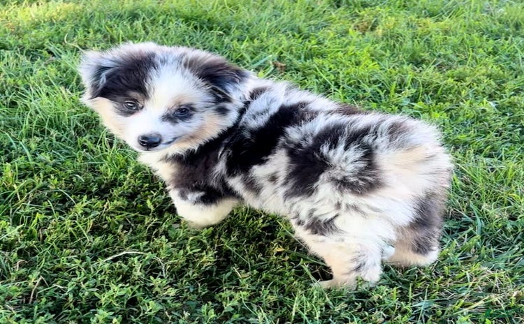 Australian Shepherd dogs for sale - Ad 3