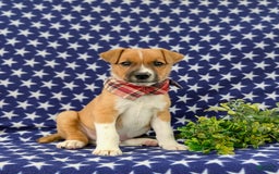 Jack Russell Terrier dogs for sale: Marshall - Image 5