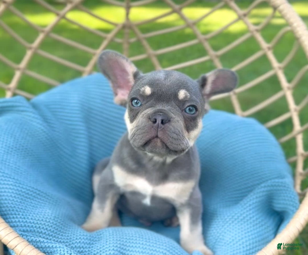French Bulldog dogs for sale: Blaze - Image 1