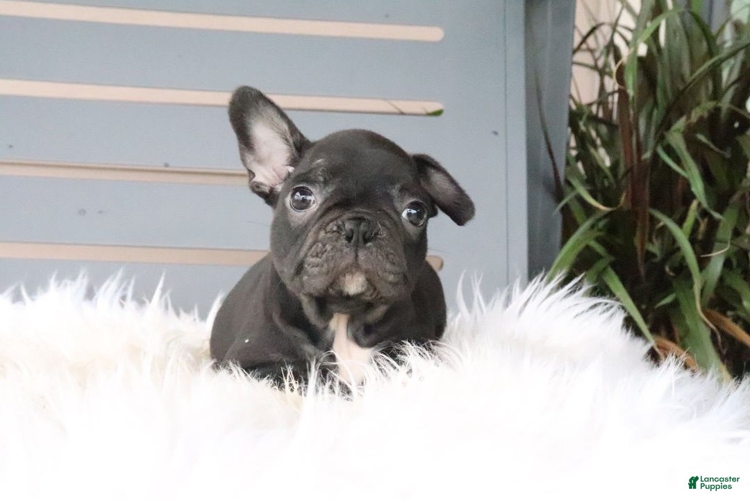 Frenchton dogs for sale: Ollie - Image 3