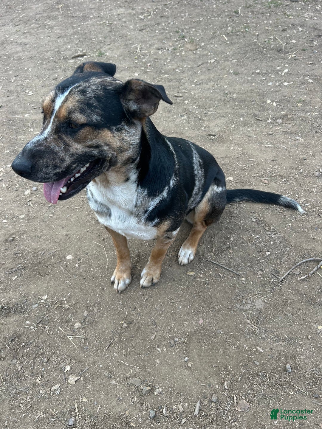 Catahoula Leopard Dog dogs for sale: Jameson - Image 2