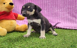 Catahoula Leopard Dog dogs for sale: Tess 2025 Female 1 - Image 13