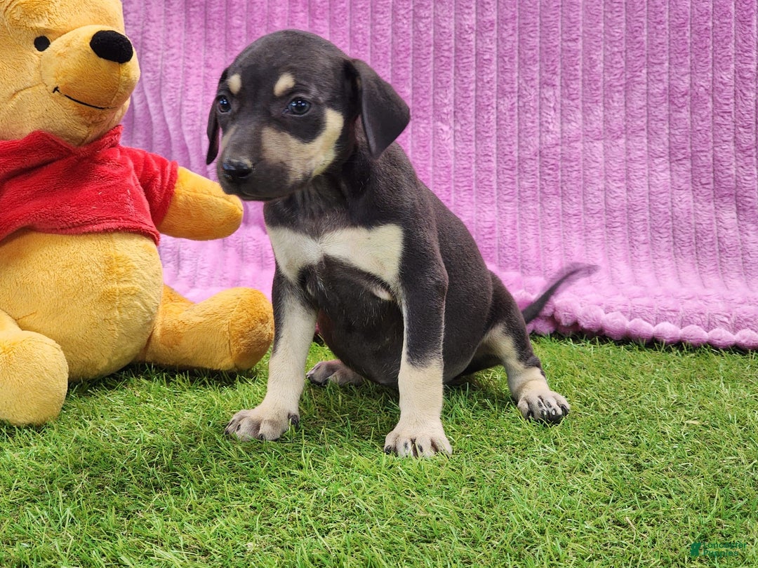 Catahoula Leopard Dog dogs for sale: Tess 2025 Female 1 - Image 13