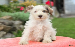 Miniature Schnauzer dogs for sale: Canyon - Image 4