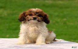 Cavachon dogs for sale: Abbey - Image 4