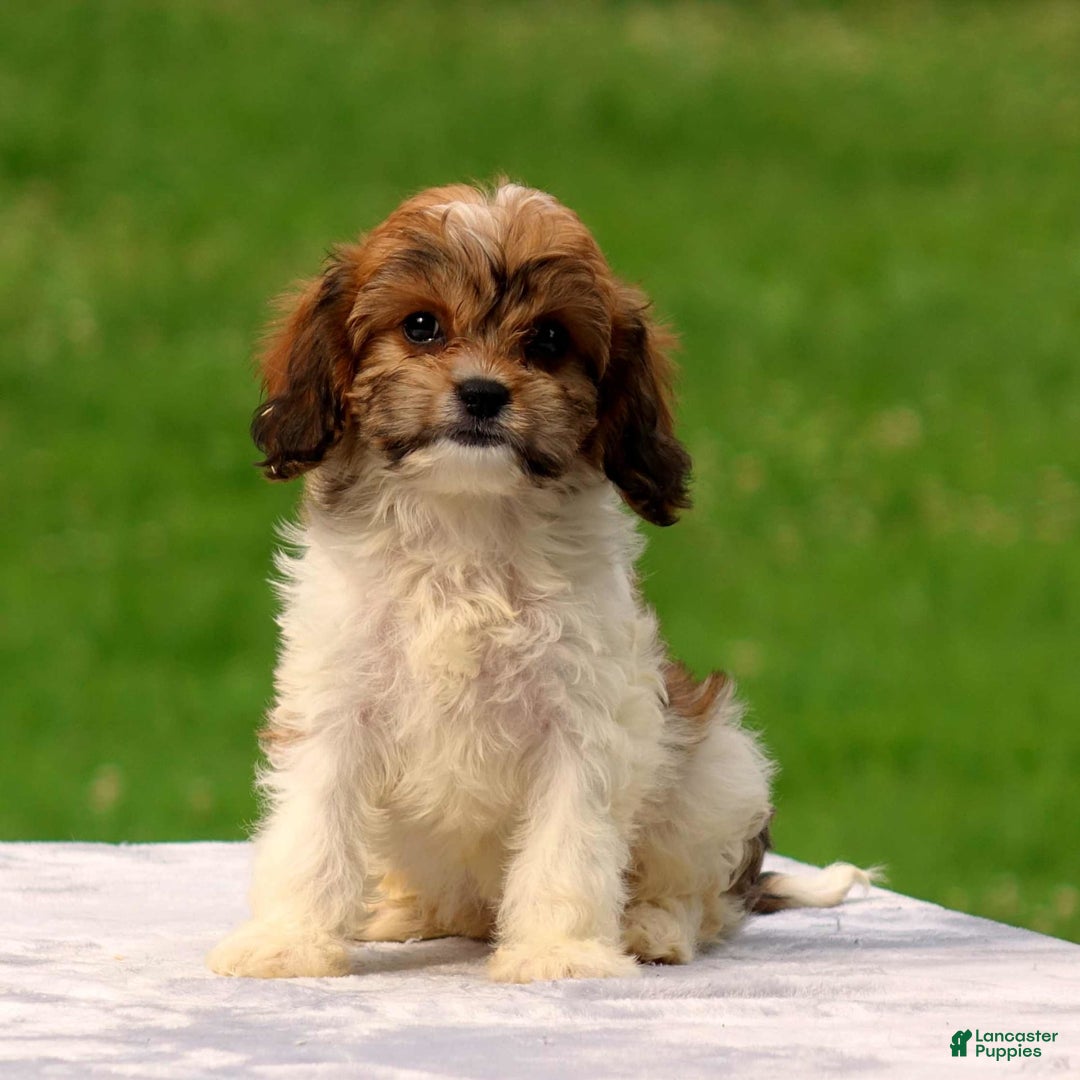 Cavachon dogs for sale: Abbey - Image 4