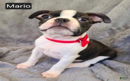 Boston Terrier dogs for sale: Mario - Image 4