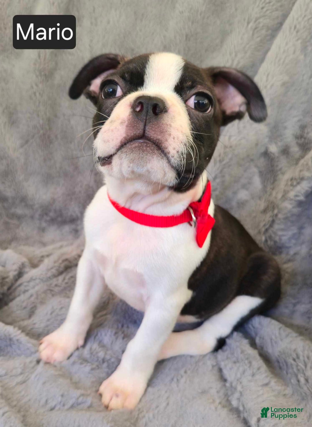 Boston Terrier dogs for sale: Mario - Image 4