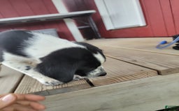 Australian Cattle Dog dogs for sale: Australian Cattle Dog 7 puppies - Image 3