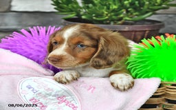 Miniature Dachshund dogs for sale: Ozzy Boots - Image 2