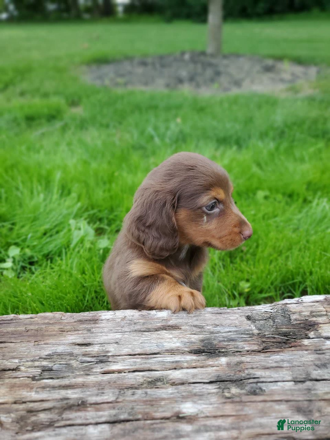 Dachshund dogs for sale: Otis - Image 1