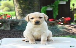 Labrador Retriever dogs for sale: Whitney - Image 8