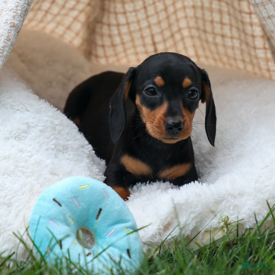 Miniature Dachshund dogs for sale: Nutella - Image 13
