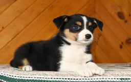 Australian Shepherd dogs for sale: Abby - Image 5