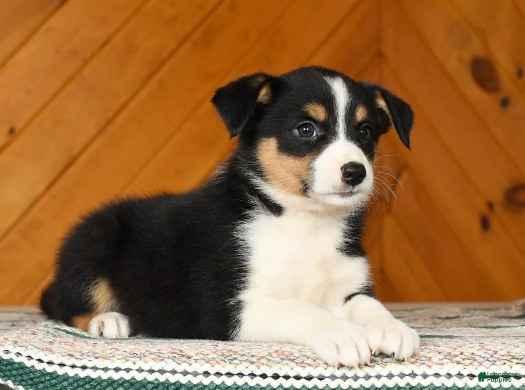 Australian Shepherd dogs for sale: Abby - Image 5