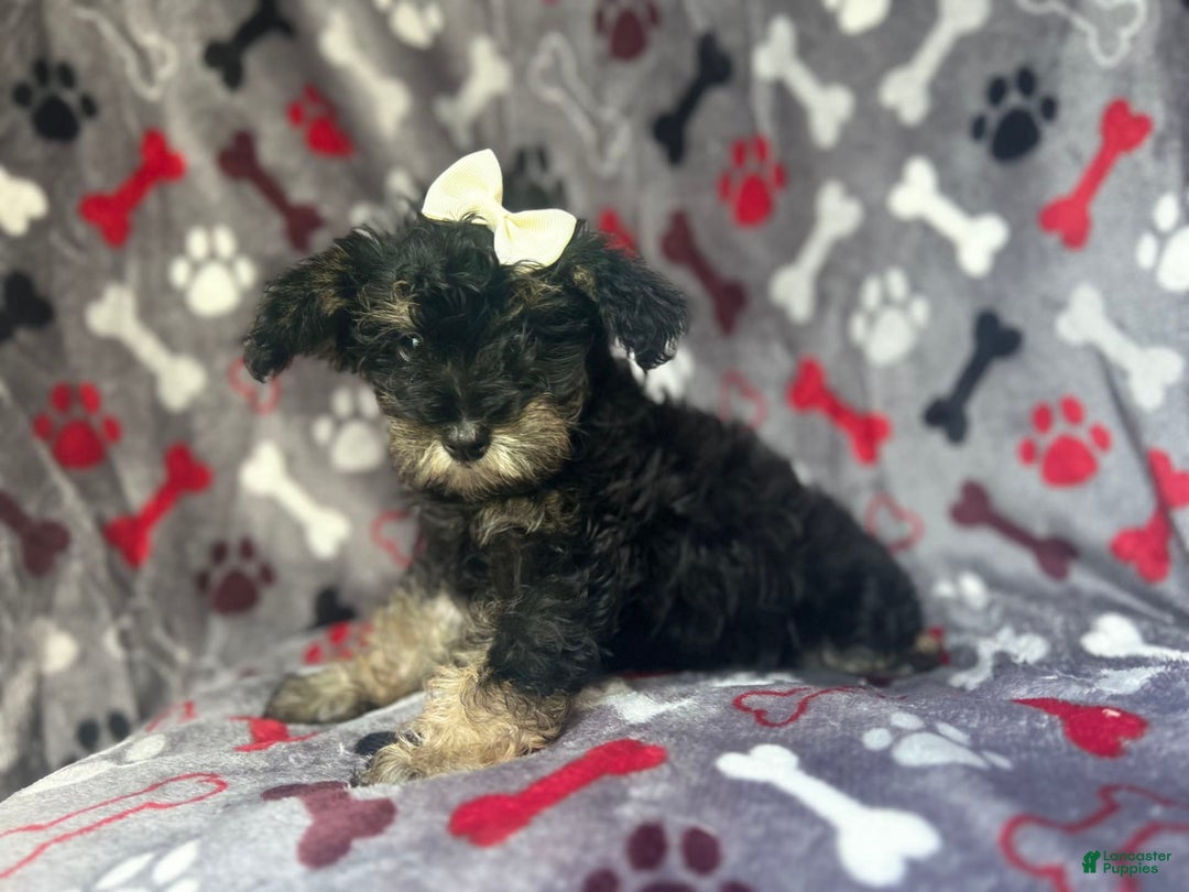 Miniature Schnauzer dogs for sale: Lilo - Image 6