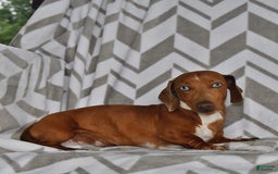 Miniature Dachshund dogs for sale: Rainey - Image 7