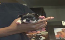 French Bulldog dogs for sale: Male 2 - Image 1