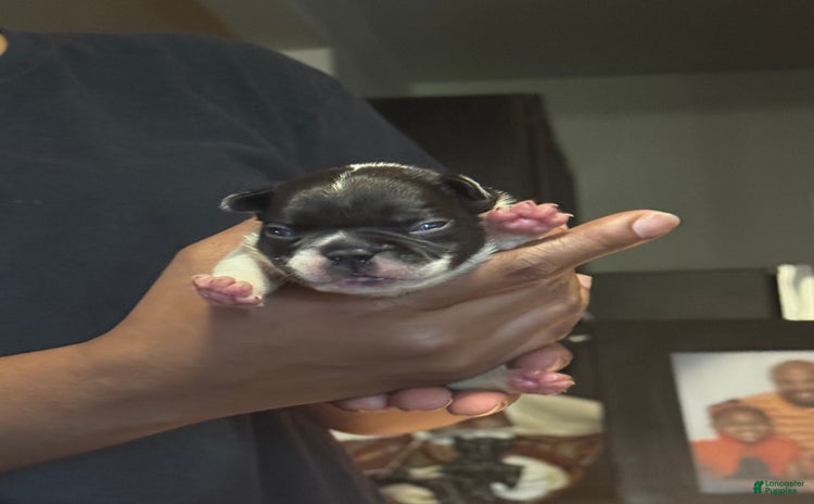 French Bulldog dogs for sale - Ad 2