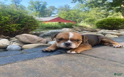 English Bulldog dogs for sale: Danny - Image 4