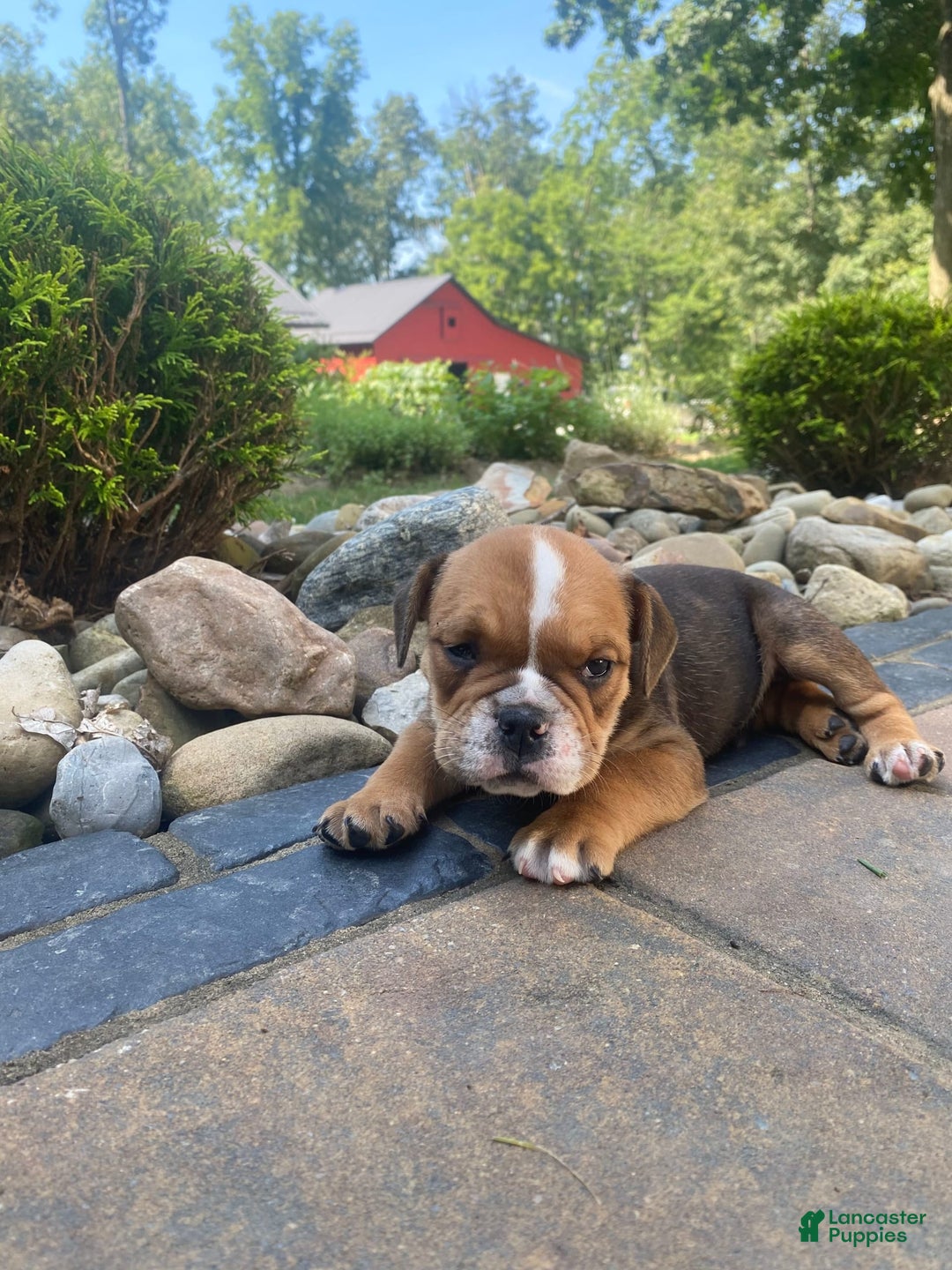 English Bulldog dogs for sale: Danny - Image 4