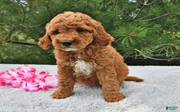 Mini Goldendoodle dogs for sale: Emily - Image 14