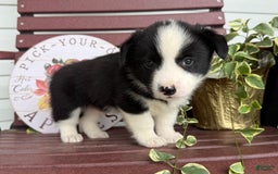Shiba Inu dogs for sale: Eric - Image 3