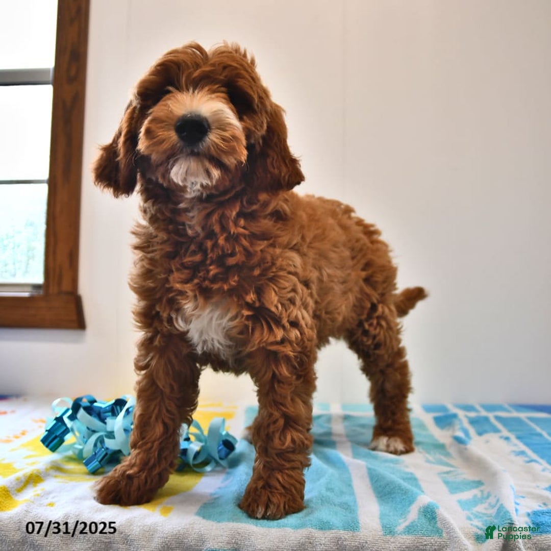 Mini Goldendoodle dogs for sale: Dixie - Image 25