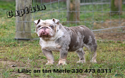 Beabull dogs for sale: Winston - Image 21