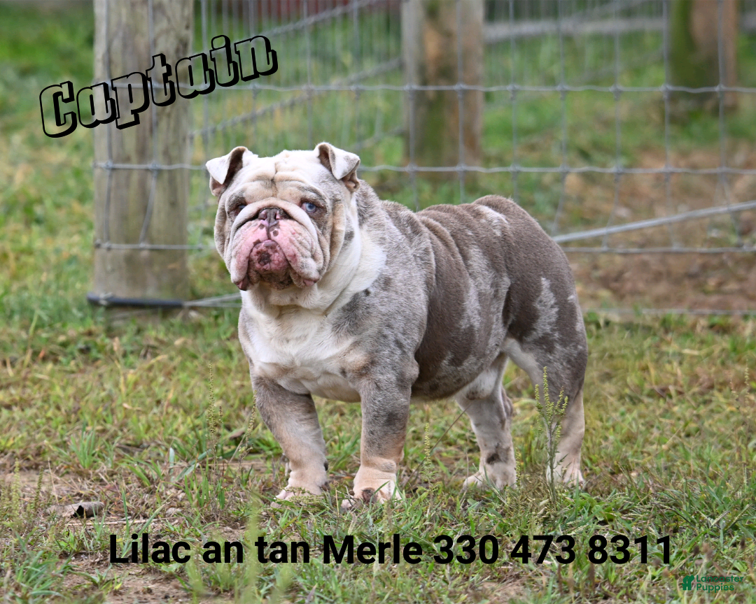 Beabull dogs for sale: Winston - Image 21