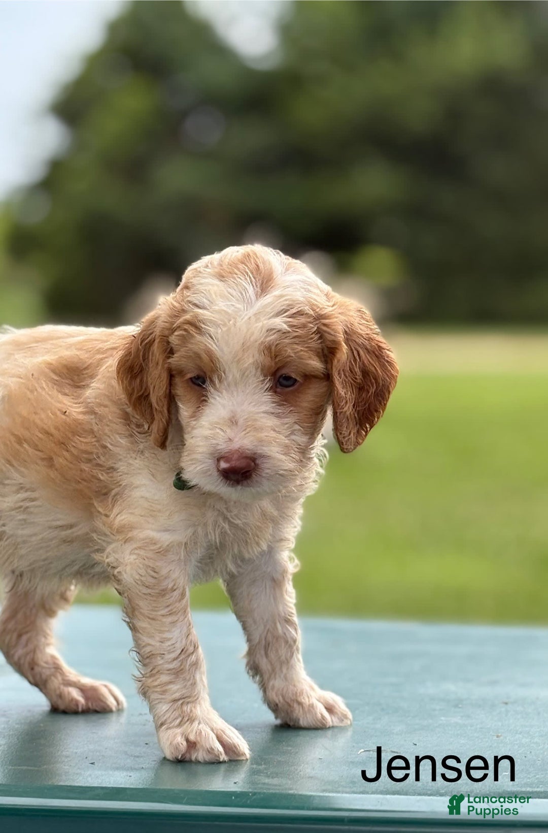 Brittany Spaniel dogs for sale: Jensen - Image 2