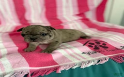French Bulldog dogs for sale: Akc Blue Merle - Image 22
