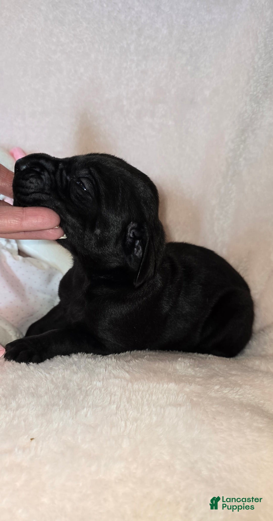 Great Dane dogs for sale: Onyx - Image 7