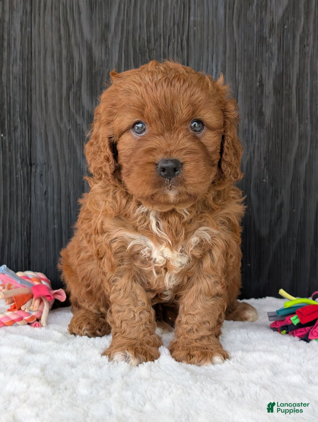 Cavapoo dogs for sale: Toby - Image 1