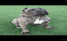 Cane Corso dogs for sale: Bluey - Image 8