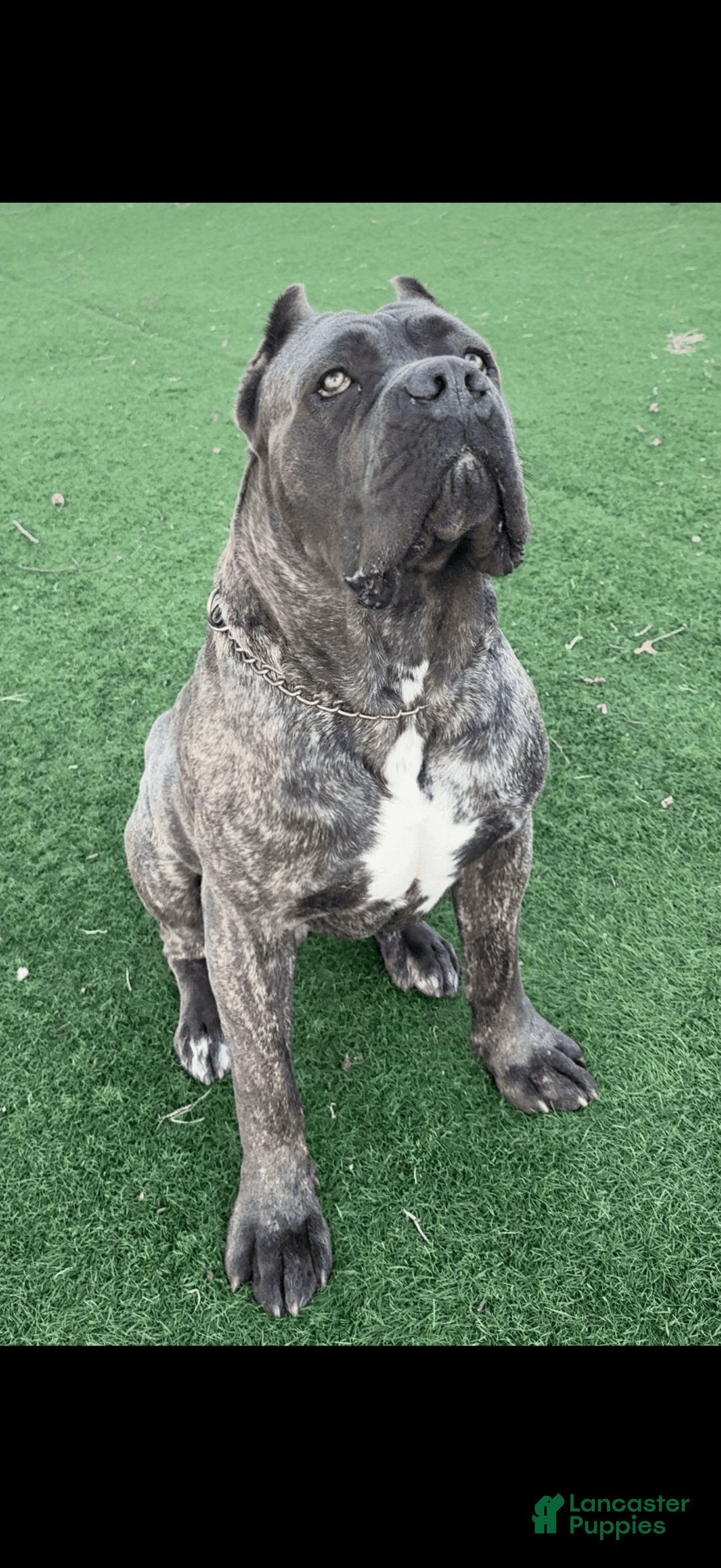 Cane Corso dogs for sale: Bluey - Image 8