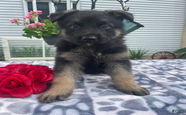 German Shepherd dogs for sale - Ad 2