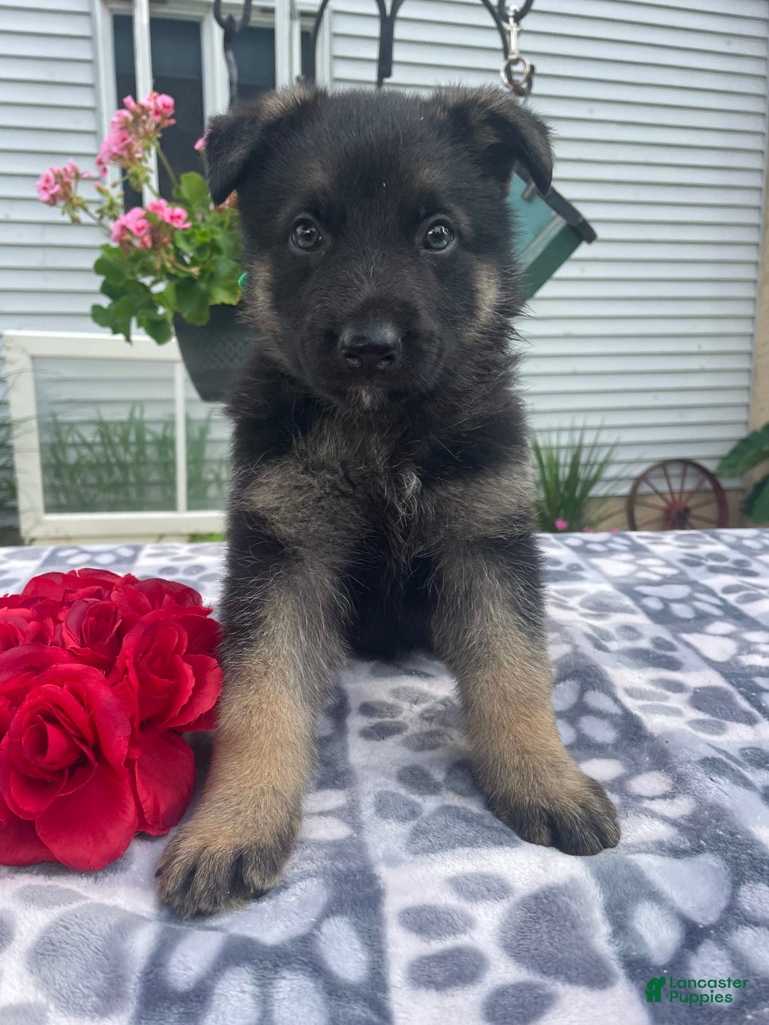 German Shepherd dogs for sale: Salem - Image 1