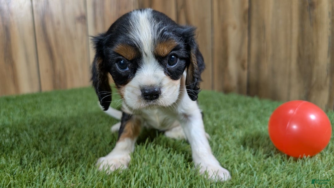 Cavalier King Charles Spaniel dogs for sale: Stardust Girl 2 - Image 9
