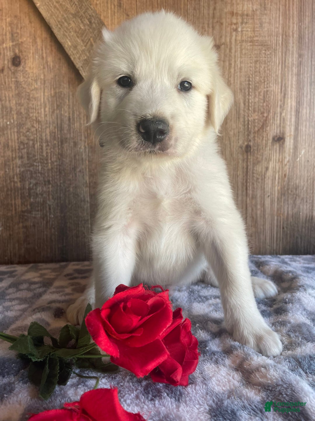 Great Pyrenees dogs for sale: Apollo - Image 1