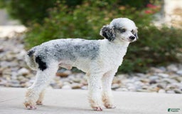 dogs for sale: Whitney - Image 13